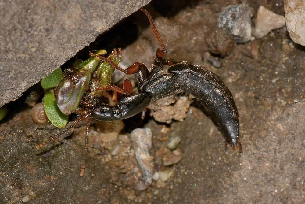 Ocypus brunnipes